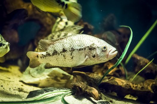 Colorful fish - Kolobrzeg aquarium tank