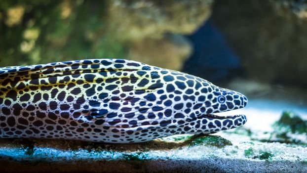 Muraena fish - Kolobrzeg aquarium tank