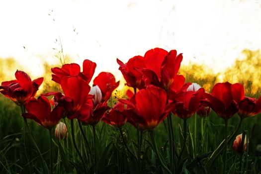 Red tulips during the sunset