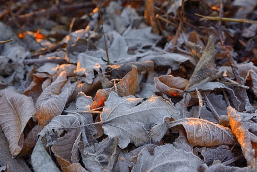 Autumn frozen leaves background and sunrays