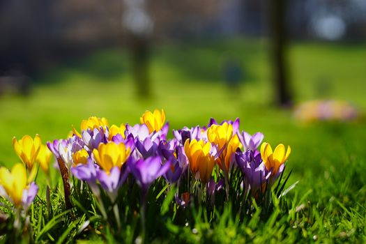 yellow, purple and white crocuses growing on the ground in early spring.