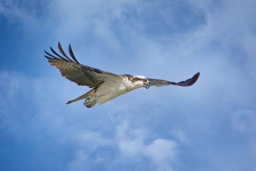 An osprey hunts for food over the coast of Florida. Color Image, Day
