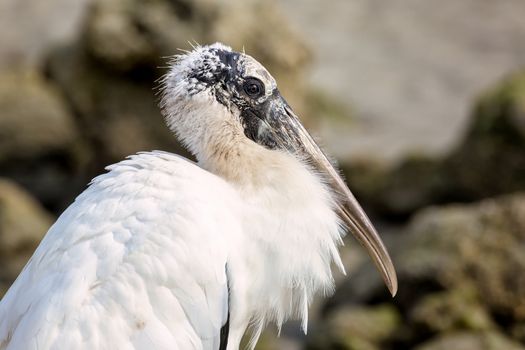 A portrait of a wild stork in Florida, USA. Color Image, Day