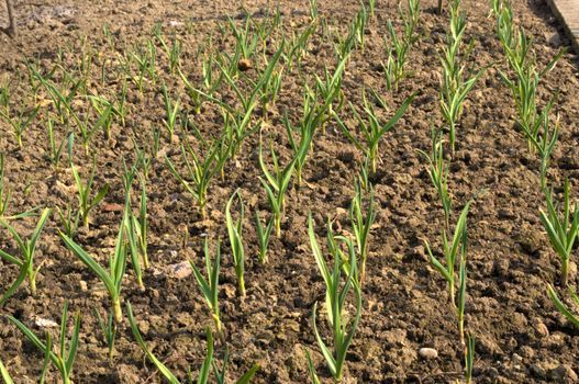 Small onions growing in garden at spring