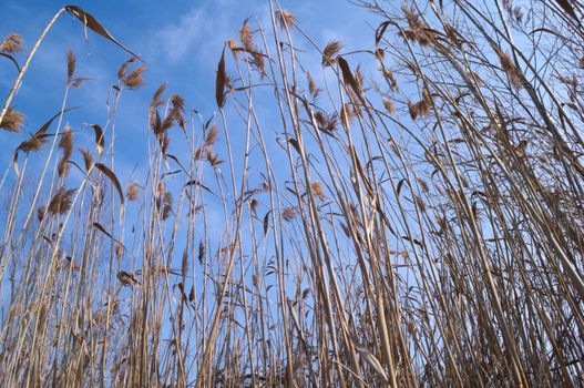 Dry reed from lower angle