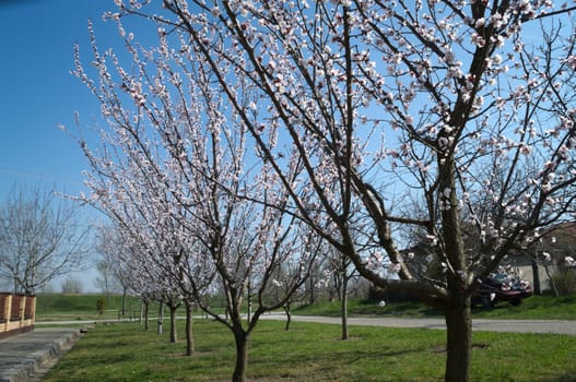 Flowering apricot trees at sprig time