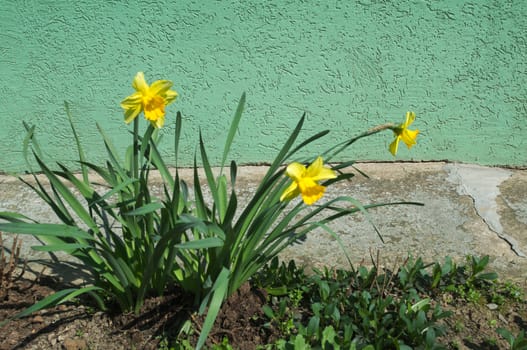 Blooming yellow flower at spring