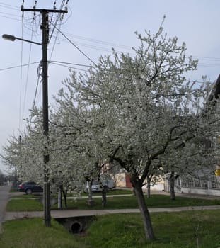 Flowering cherry tree at spring