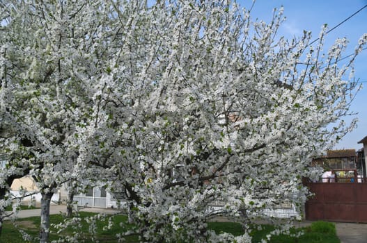 Flowering cherry tree at spring