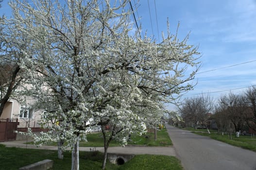 Flowering cherry tree at spring