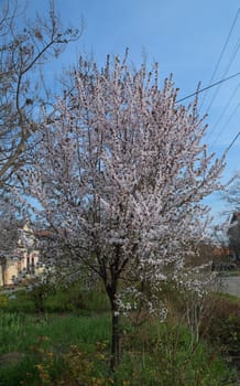 Flowering cherry tree at spring