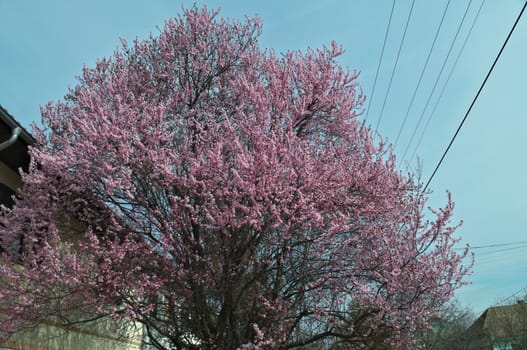 Tree blossoming with pink flowers, at spring time