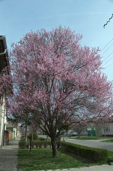 Tree blossoming with pink flowers, at spring time