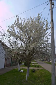 Flowering cherry tree at spring