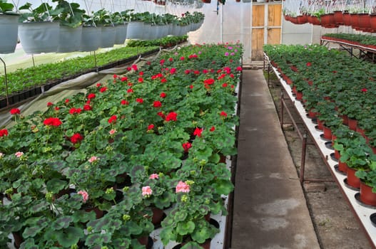 Plant nursery in greenhouse