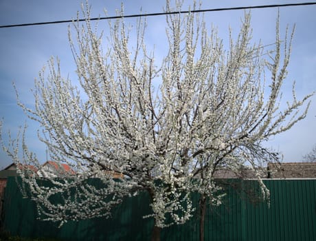 Cherry tree blossoming at spring