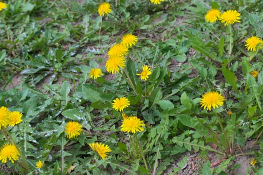 Dandelions blooming with yellow flowers at spring