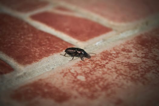 Bug on tiles