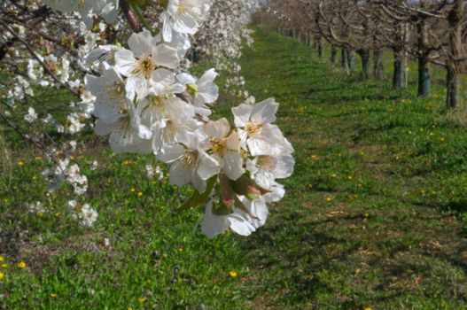 Peach trees flowers blooming in orchard