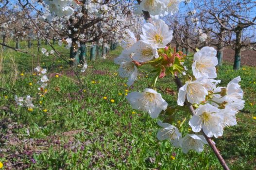 Peach trees flowers blooming in orchard