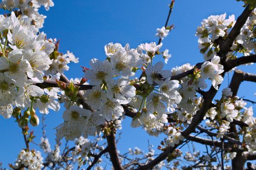 Peach trees flowers blooming in orchard