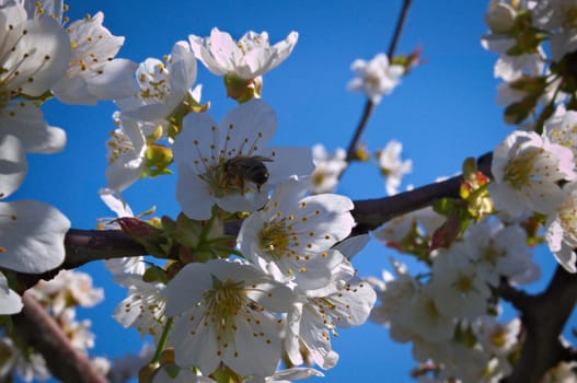 Bee working on peach flower