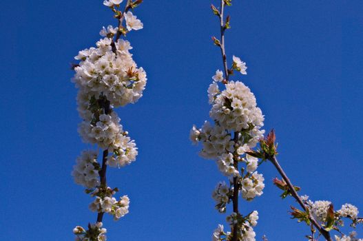 Peach trees flowers blooming in orchard