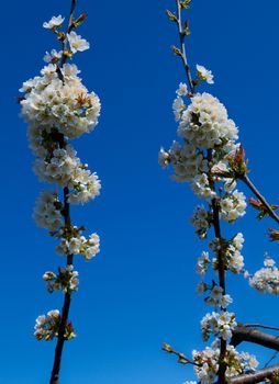 Peach trees flowers blooming in orchard