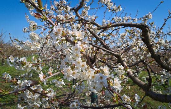 Peach trees flowers blooming in orchard