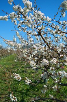 Peach trees flowers blooming in orchard