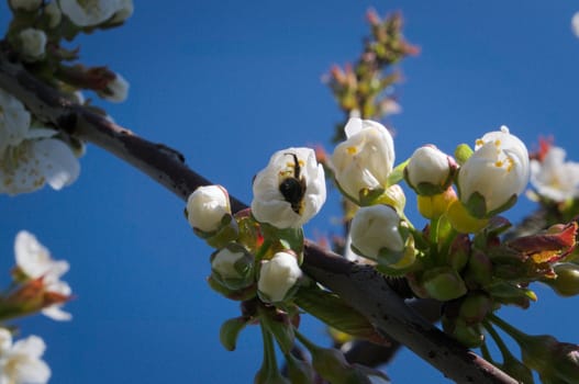 Bee working on peach flower