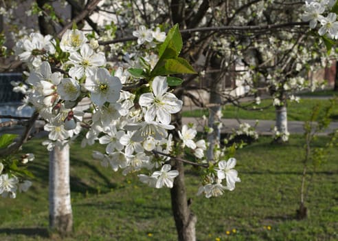 Cherry tree blossoming at spring