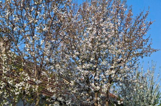 Cherry tree blooming with flowers