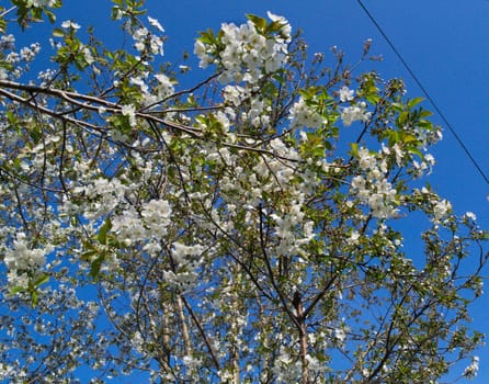 Cherry tree blossoming at spring