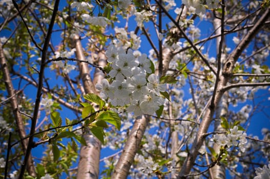 Cherry tree blossoming at spring