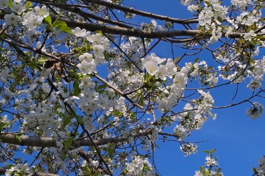 Cherry tree blossoming at spring