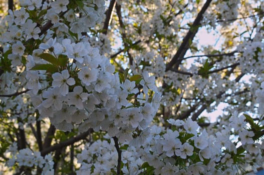 Cherry tree blooming with flowers