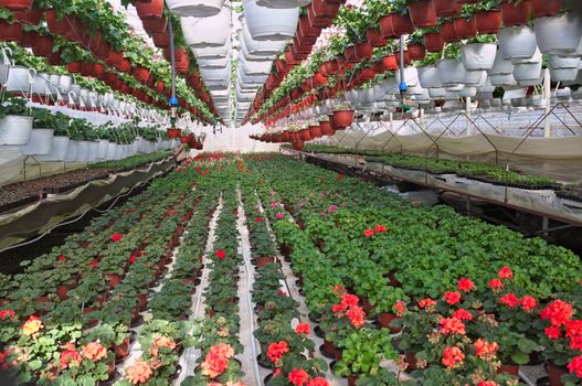 Plant nursery in greenhouse