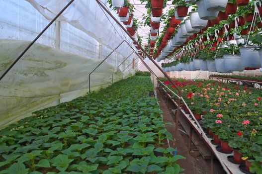 Plant nursery in greenhouse