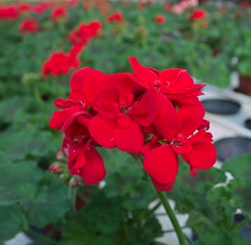 Red flower blooming in greenhouse