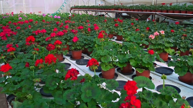 Plant nursery in greenhouse