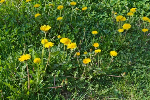 Dandelions blossoming with yellow flowers, at meadow, during spring