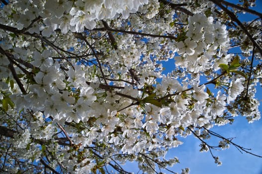 Cherry tree blooming with flowers