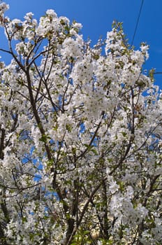 Cherry tree blooming flowers at spring