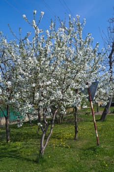 Flowering cherry tree at spring