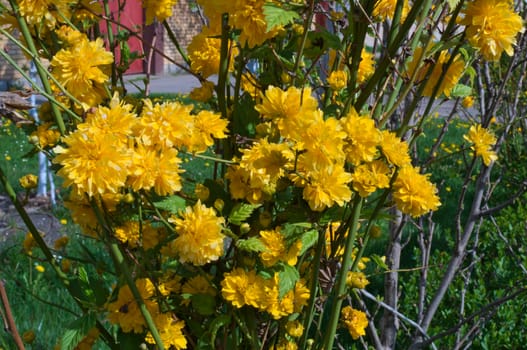 Bush blossoming with yellow flowers at spring time
