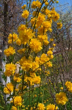 Bush blooming with yellow flowers at spring time