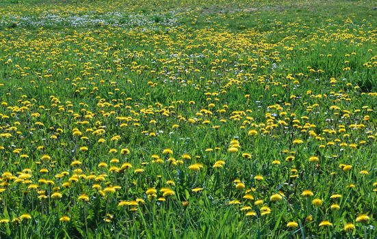 Dandelions blossoming with yellow flowers, at meadow, during spring