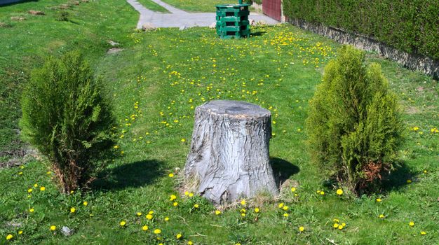 Old cut tree at field