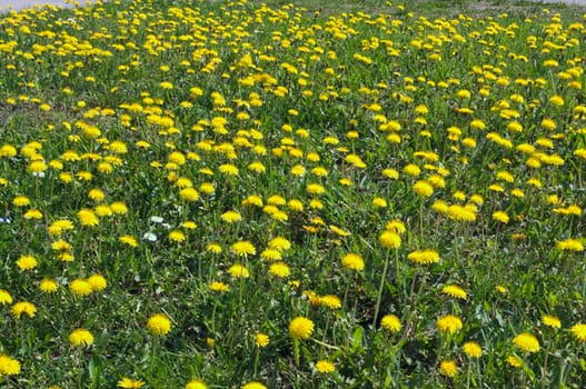 Dandelions blossoming with yellow flowers, at meadow, during spring